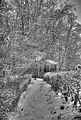 tannenfeld-winter-025