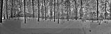 tannenfeld-winter-027
