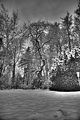 tannenfeld-winter-033