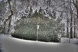 tannenfeld-winter-035