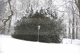tannenfeld-winter-036