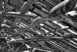 tannenfeld-winter-055