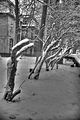 tannenfeld-winter-057