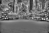 tannenfeld-winter-059