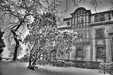 tannenfeld-winter-061