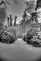 tannenfeld-winter-067