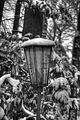 tannenfeld-winter-069