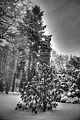 tannenfeld-winter-071