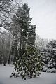 tannenfeld-winter-072