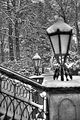 tannenfeld-winter-088