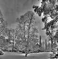 tannenfeld-winter-095
