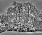 tannenfeld-winter-097