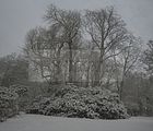 tannenfeld-winter-098