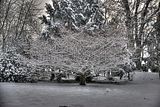 tannenfeld-winter-101
