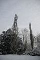 tannenfeld-winter-106