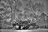 tannenfeld-winter-107