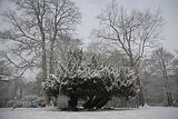 tannenfeld-winter-108