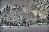 tannenfeld-winter-111