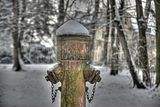 tannenfeld-winter-119