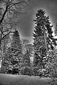 tannenfeld-winter-121