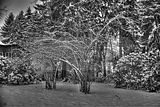 tannenfeld-winter-127
