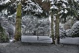 tannenfeld-winter-129