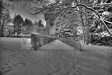 tannenfeld-winter-137
