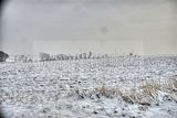 tannenfeld-winter-143