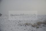 tannenfeld-winter-144