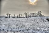 tannenfeld-winter-148