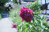 bad_langensalza_apotherkergarten_apothekermuseum_07_2017_04