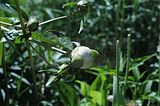 bad_langensalza_apotherkergarten_apothekermuseum_07_2017_05