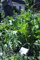 bad_langensalza_apotherkergarten_apothekermuseum_07_2017_09