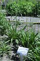 bad_langensalza_apotherkergarten_apothekermuseum_07_2017_10