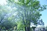 bad_langensalza_botanischer_garten_07_2017_02