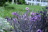 bad_langensalza_botanischer_garten_07_2017_07