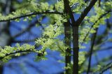 bad_langensalza_botanischer_garten_07_2017_09