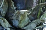 bad_langensalza_botanischer_garten_07_2017_12