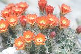 bad_langensalza_botanischer_garten_07_2017_26