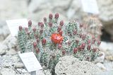 bad_langensalza_botanischer_garten_07_2017_28
