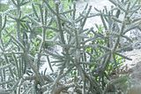 bad_langensalza_botanischer_garten_07_2017_31