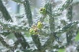 bad_langensalza_botanischer_garten_07_2017_35