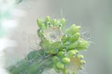 bad_langensalza_botanischer_garten_07_2017_36