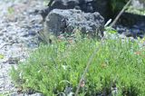 bad_langensalza_botanischer_garten_07_2017_37