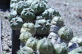 bad_langensalza_botanischer_garten_07_2017_47