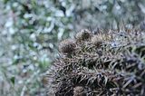 bad_langensalza_botanischer_garten_07_2017_51