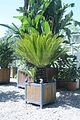 bad_langensalza_botanischer_garten_07_2017_54
