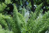 bad_langensalza_botanischer_garten_07_2017_57