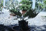 bad_langensalza_botanischer_garten_07_2017_63