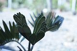 bad_langensalza_botanischer_garten_07_2017_64